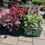 11.06.2022. Busko-Zdrój. Festiwal Kwiatów / Marta Gajda-Kruk / Radio Kielce