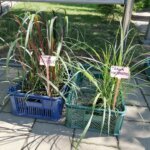 11.06.2022. Busko-Zdrój. Festiwal Kwiatów / Marta Gajda-Kruk / Radio Kielce