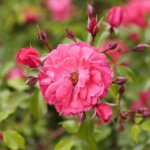 16.06.2022. Kielce. Ogród botaniczny. Róże / Wiktor Taszłow / Radio Kielce