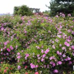 16.06.2022. Kielce. Ogród botaniczny. Róże / Wiktor Taszłow / Radio Kielce