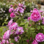 16.06.2022. Kielce. Ogród botaniczny. Róże / Wiktor Taszłow / Radio Kielce