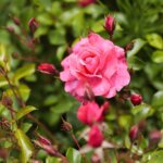 16.06.2022. Kielce. Ogród botaniczny. Róże / Wiktor Taszłow / Radio Kielce