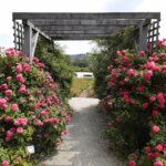 16.06.2022. Kielce. Ogród botaniczny. Róże / Wiktor Taszłow / Radio Kielce