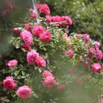 16.06.2022. Kielce. Ogród botaniczny. Róże / Wiktor Taszłow / Radio Kielce