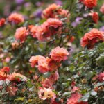 16.06.2022. Kielce. Ogród botaniczny. Róże / Wiktor Taszłow / Radio Kielce