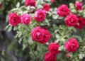 Wkrótce w Ogrodzie Botanicznym zakwitną tysiące róż