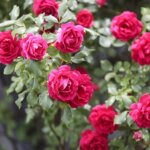 Wkrótce w Ogrodzie Botanicznym zakwitną tysiące róż