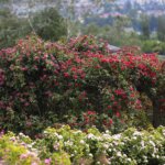 16.06.2022. Kielce. Ogród botaniczny. Róże / Wiktor Taszłow / Radio Kielce