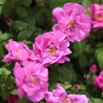 16.06.2022. Kielce. Ogród botaniczny. Róże / Wiktor Taszłow / Radio Kielce