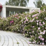 16.06.2022. Kielce. Ogród botaniczny. Róże / Wiktor Taszłow / Radio Kielce