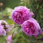 16.06.2022. Kielce. Ogród botaniczny. Róże / Wiktor Taszłow / Radio Kielce