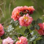 16.06.2022. Kielce. Ogród botaniczny. Róże / Wiktor Taszłow / Radio Kielce