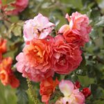 16.06.2022. Kielce. Ogród botaniczny. Róże / Wiktor Taszłow / Radio Kielce