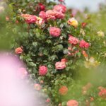 16.06.2022. Kielce. Ogród botaniczny. Róże / Wiktor Taszłow / Radio Kielce