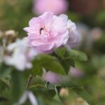 16.06.2022. Kielce. Ogród botaniczny. Róże / Wiktor Taszłow / Radio Kielce