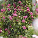 16.06.2022. Kielce. Ogród botaniczny. Róże / Wiktor Taszłow / Radio Kielce