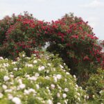 16.06.2022. Kielce. Ogród botaniczny. Róże / Wiktor Taszłow / Radio Kielce