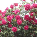 16.06.2022. Kielce. Ogród botaniczny. Róże / Wiktor Taszłow / Radio Kielce