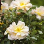 16.06.2022. Kielce. Ogród botaniczny. Róże / Wiktor Taszłow / Radio Kielce