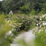 Kielce. Ogród botaniczny / Fot. Wiktor Taszłow - Radio Kielce