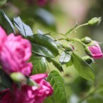 16.06.2022. Kielce. Ogród botaniczny. Róże / Wiktor Taszłow / Radio Kielce