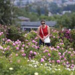 16.06.2022. Kielce. Ogród botaniczny. Róże / Wiktor Taszłow / Radio Kielce