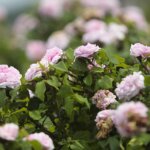 16.06.2022. Kielce. Ogród botaniczny. Róże / Wiktor Taszłow / Radio Kielce