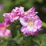 16.06.2022. Kielce. Ogród botaniczny. Róże / Wiktor Taszłow / Radio Kielce