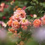 16.06.2022. Kielce. Ogród botaniczny. Róże / Wiktor Taszłow / Radio Kielce