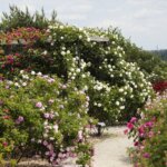 16.06.2022. Kielce. Ogród botaniczny. Róże / Wiktor Taszłow / Radio Kielce