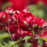 16.06.2022. Kielce. Ogród botaniczny. Róże / Wiktor Taszłow / Radio Kielce