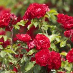 16.06.2022. Kielce. Ogród botaniczny. Róże / Wiktor Taszłow / Radio Kielce