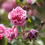 16.06.2022. Kielce. Ogród botaniczny. Róże / Wiktor Taszłow / Radio Kielce