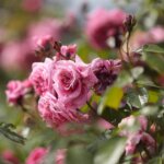 Ukwiecony weekend w Ogrodzie Botanicznym