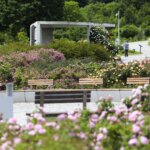 16.06.2022. Kielce. Ogród botaniczny. Róże / Wiktor Taszłow / Radio Kielce