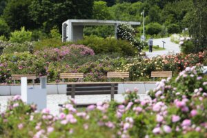 16.06.2022. Kielce. Ogród botaniczny. Róże / Wiktor Taszłow / Radio Kielce