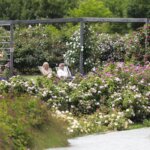 16.06.2022. Kielce. Ogród botaniczny. Róże / Wiktor Taszłow / Radio Kielce