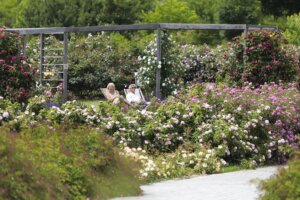 16.06.2022. Kielce. Ogród botaniczny. Róże / Wiktor Taszłow / Radio Kielce