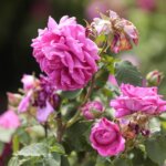 16.06.2022. Kielce. Ogród botaniczny. Róże / Wiktor Taszłow / Radio Kielce