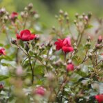 16.06.2022. Kielce. Ogród botaniczny. Róże / Wiktor Taszłow / Radio Kielce