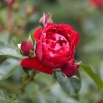 Królestwo róż w pełnym rozkwicie