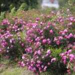 16.06.2022. Kielce. Ogród botaniczny. Róże / Wiktor Taszłow / Radio Kielce