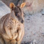 Australia / Julia i Sam Gospo