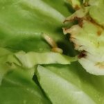 Larwy śmietki kapuścianej żerujące w główce kapusty / Małgorzata Miłek / ŚODR Modliszewice