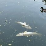 Kielce. Martwe ryby w kieleckim parku / słuchacz