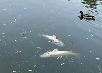 Kielce. Martwe ryby w kieleckim parku / słuchacz