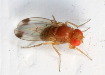 Muszka plamoskrzydła (Drosophila suzukii) / Judy Gallagher / Wikipedia