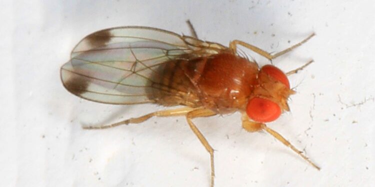 Muszka plamoskrzydła (Drosophila suzukii) / Judy Gallagher / Wikipedia