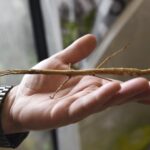 Patyczak / Kamila Kozioł / Radio Szczecin