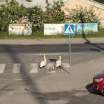 Koprzywnica. Interwencja policjantów, którzy umożliwili bezpieczne przejście przez jezdnie rodzinie łabędzi / Policja Świętokrzyska